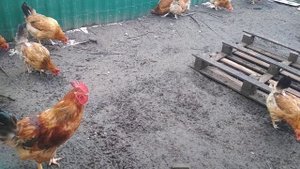 Почему у моих кур нет перьев около хвоста.