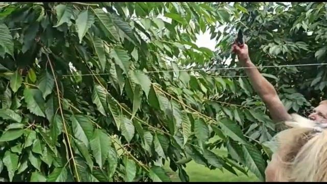 В гостях у Сергея Таргонского - садовода -любителя из Самохвалович (Минск). смотреть онлайн