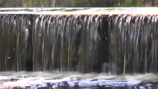 Canon XA10 - 7mbps - Close up pigeon & more смотреть онлайн