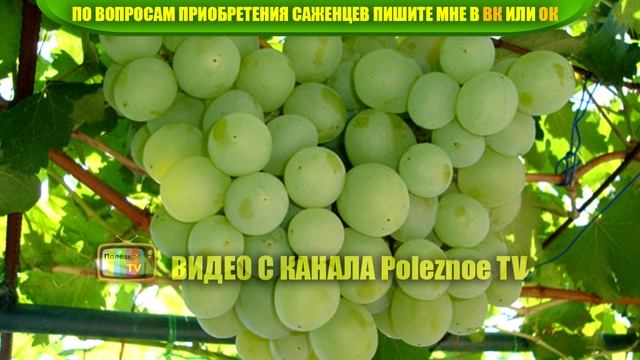 ВИНОГРАД ТАЛИСМАН ОПИСАНИЕ СОРТА