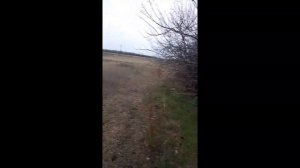 КАК ПОСТАВИТЬ ПЕТЛИ НА ФАЗАНА. ГДЕ ПОСТАВИТЬ ПЕТЛИ НА ФАЗАНА. В КАКОЙ МЕСТНОСТИ ПОСТАВИТЬ ПЕТЛИ