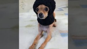 Вязаная шапка крючком для собачки