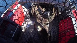 Спиннинг Ronin Rush SONIC 7- 21g. Джиг. Судак. Кайф