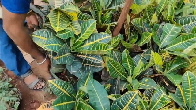 DELHI NCR के सबसे Healthy Plant !! BEST POTTED PLANT ,NEAR DWARKA SOUTH WEST DELHI смотреть онлайн