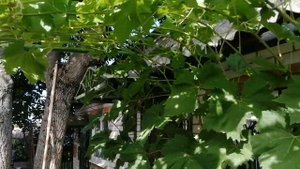 Заболеванте винограда - краснуха, не пропустите.
