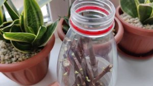 Как  прорастать почки гортензии для черенкования. Почему они сохнут?