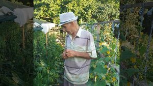 Выращивание цикория в домашних условиях.