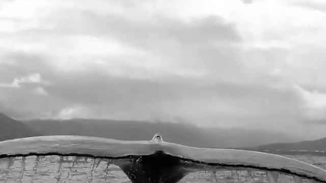 "" СЕВЕРНЫЙ ВЕТЕР "" #x-saita, #selina_miller, 2 ( Linda Cover ) смотреть онлайн