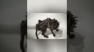 ТОП 10 Самые очаровательные мокрые киски!!! Лучше один раз увидеть!!