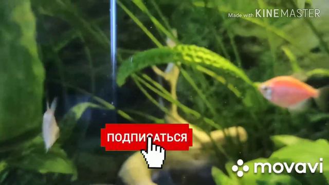 Кратко о тернециях!!!! смотреть онлайн