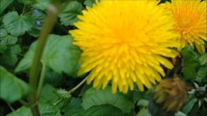 Самый полезный сорняк, по словам доктора БЕРГА, это ОДУВАНЧИК!!!! 07.05.2021