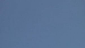 Кулики болотные!!!