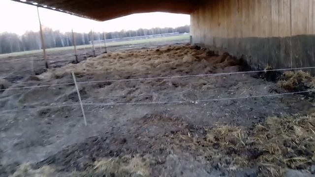 Сделали крышу на расширении навеса, почистили навоз у телят смотреть онлайн