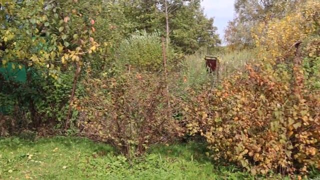 НАШ ОГОРОД ? / УЧАСТОК ОСЕНЬЮ ?/ ИСТОРИИ ИЗ ДЕТСТВА ОТ БАБУШКИ ??
