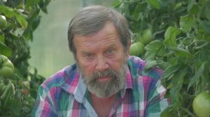 ТОМАТ МАЛИНОВАЯ ИДЕЯ F1 ранний, крупный, очень вкусный