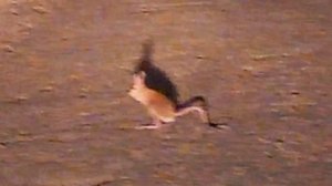 Тушканчик Казахстан июль 2023