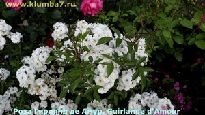 Розы - лидеры по цветению! Очень крупные цветки до 16 см, ароматные, обильноцветущие!