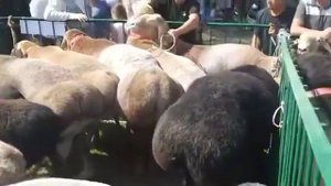 Презентация Арашанской породы овец!!!Выставка!!