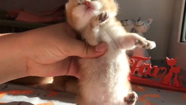 Британские котята открыли глазки смотреть онлайн