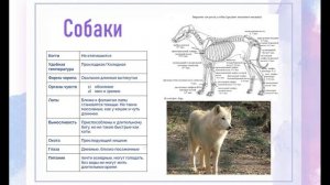 Анатомия животных для художников (немножко схем и скелетов)