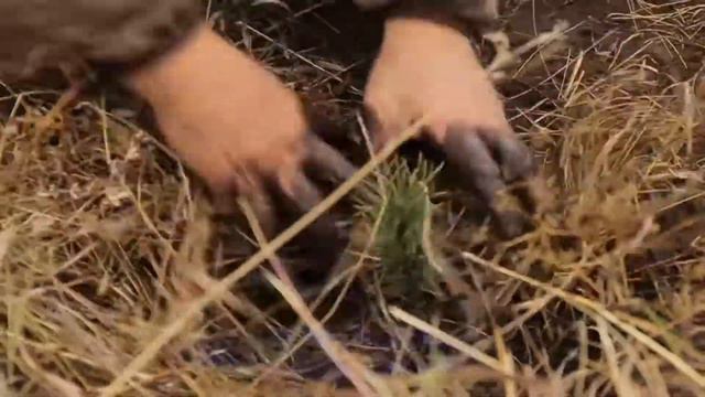 Посадка кедрово лиственничной рощи  2017 в Родовом