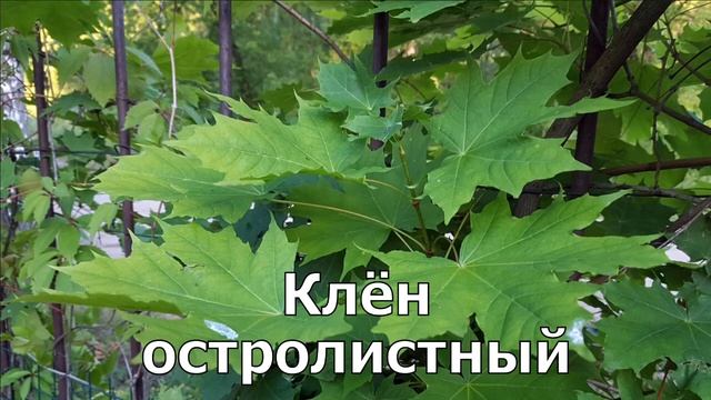 Живая изгородь