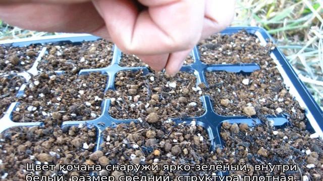 Через сколько дней всходит капуста после посева смотреть онлайн