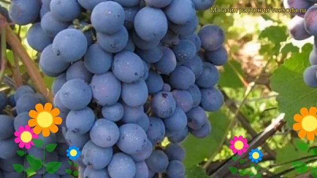 Виноград культурный Агат Донской. Краткий обзор, описание характеристик Agat Donskoi смотреть онлайн
