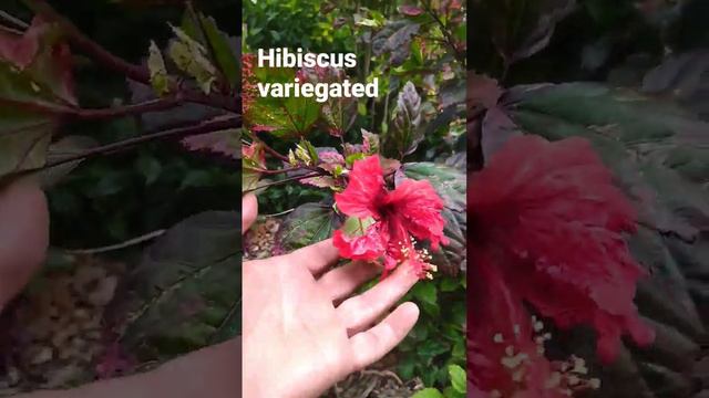 Hibiscus rosa-sinensis 'Cooperi'