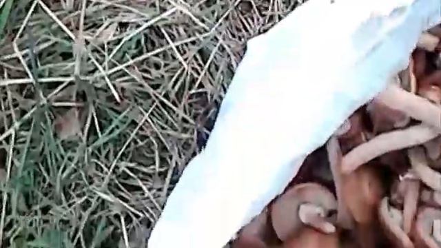 За грибами. Кремленки. Марий Эл. 2017 смотреть онлайн