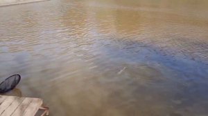 как ловить осетра на простейшую снасть/Fishing for Russian sturgeon