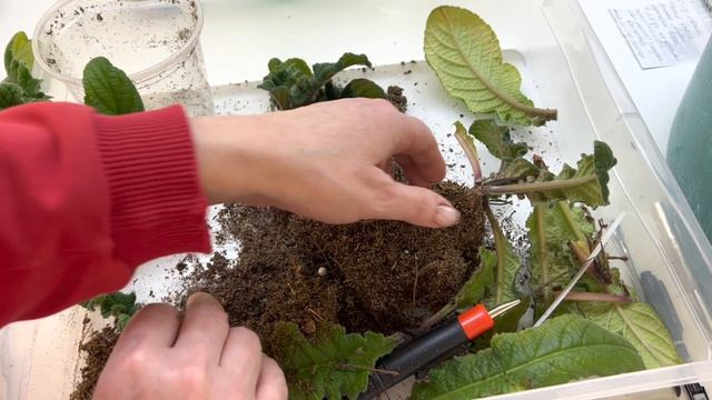 Стрептокарпусы. Взрослые розетки, пересадка. смотреть онлайн