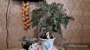 Выращиваем цинерарию дома