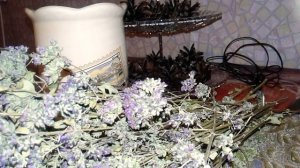 Душица! Народный лекарь!Чай с душицей! Орегано.