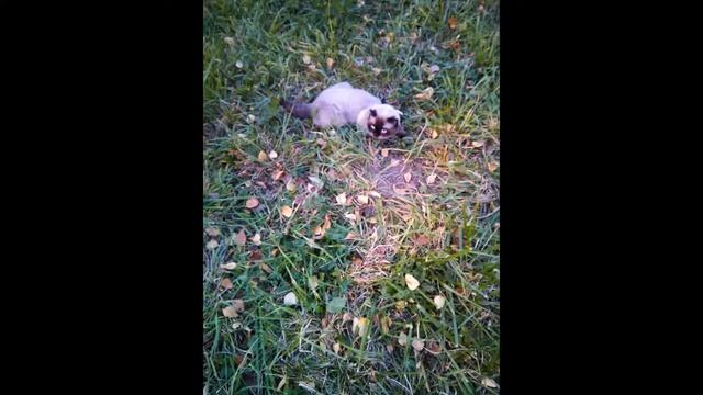 Кот Гарик сиамский - подборка фотографий! смотреть онлайн