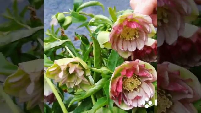 Махровый морозник цветёт! смотреть онлайн