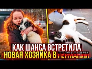 Как Шанс доехал к хозяевам в Германию и подружился с Лизи