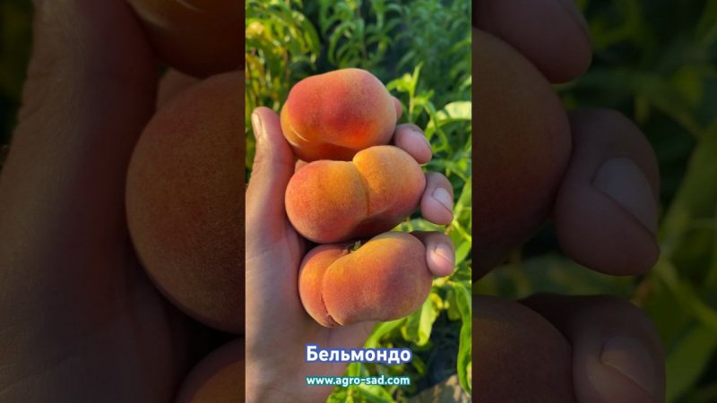 Инжирный персик на Кубани - сорт Бельмондо