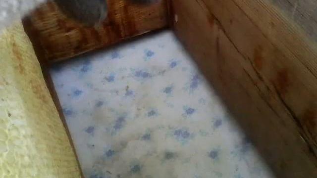 Как хранить соты и где. смотреть онлайн