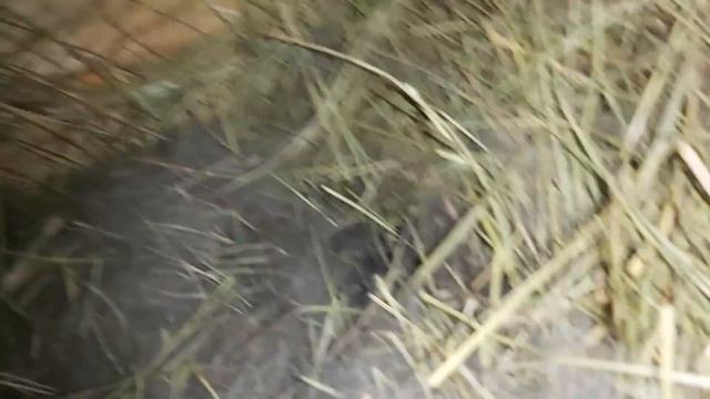 На КАКОЙ день КРОЛЬЧАТА открывают ГЛАЗА? смотреть онлайн