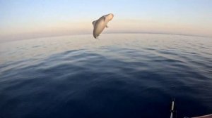 Охота на АКУЛ! Северный Кипр