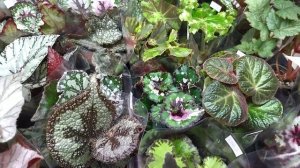 Самые популярные комнатные растения на выставке.