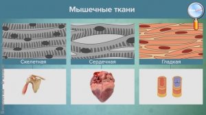 Биология 8 класс (Урок№5 - Ткани и органы. Системы органов.)