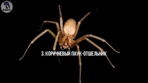 5 самых ядовитых пауков в мире. Интересные факты о животных