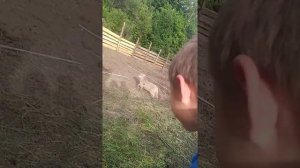 Продажа Кабанов