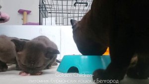 Котятам бурмы 1 месяц, приучаю к фаршу