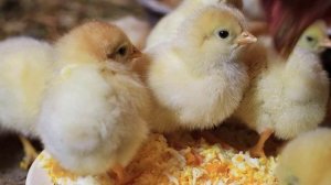 Можно ли кормить цыплят пшеном