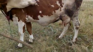 ИЗДЕВАТЕЛЬСТВО НАД КОРОВОЙ! КАК КОРОВУ ПРИУЧИТЬ ХОДИТЬ В СТАДО ЕСЛИ ОНА ТАМ НЕ БЫЛА!!