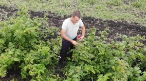 Сбор ягоды сорта Нижегородец