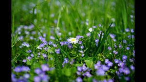 Маленький цветок